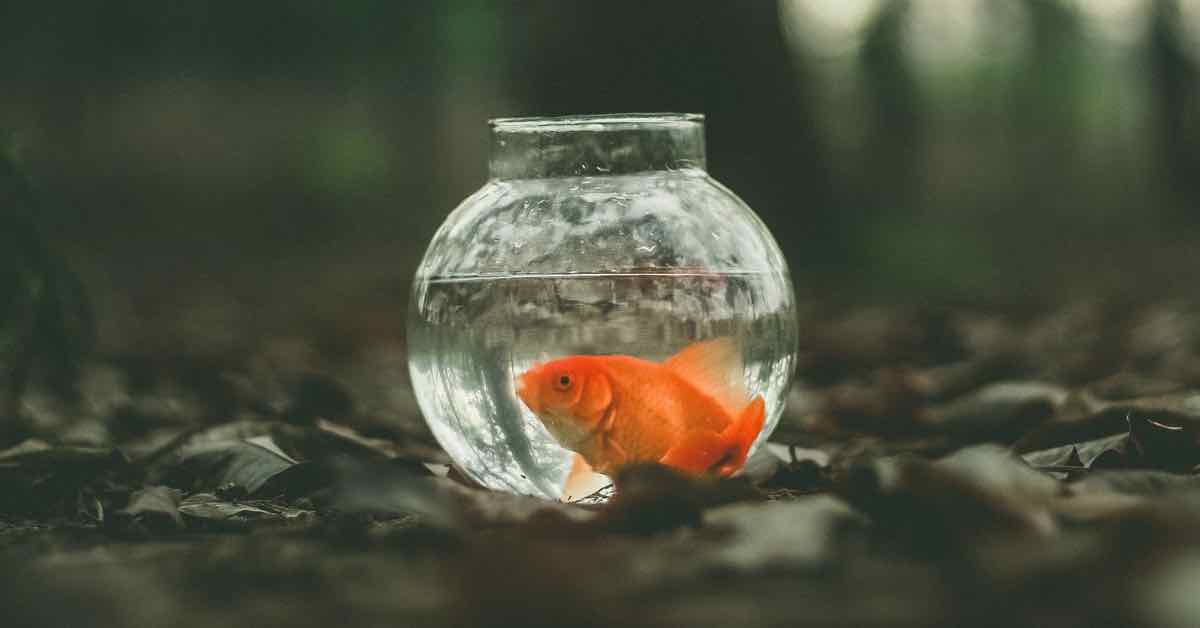 Featured image for “Like a fish needs water”